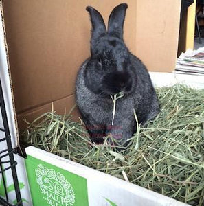 2nd Cutting "Perfect Blend" Timothy Hay, Small Animal Food:Smallpetselect